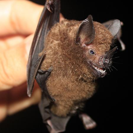 A close up view of the Carollia castanea bat